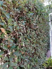Crataegus mexicana