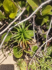Cyperus pedunculatus