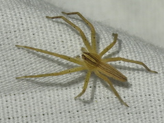 Pisaurina dubia
