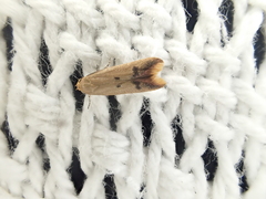 Tachystola hemisema