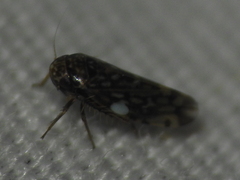 Xestocephalus