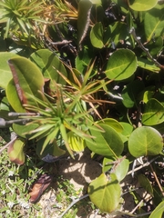 Cyperus pedunculatus