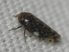 Xestocephalus
