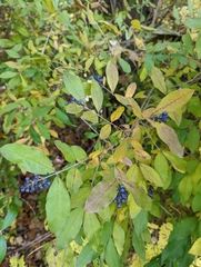 Ligustrum obtusifolium