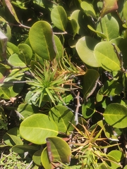 Cyperus pedunculatus