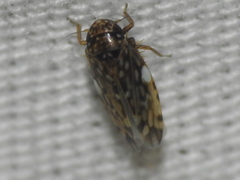 Xestocephalus