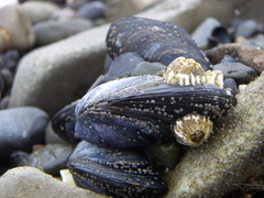 Mytilus trossulus