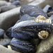 Northern Bay Mussel - Photo (c) Todd Jackson, some rights reserved (CC BY-NC), uploaded by Todd Jackson
