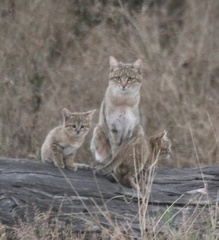 Felis lybica cafra