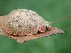 Paropsis charybdis