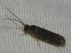 Glossosomatidae