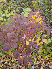 Viburnum opulus opulus