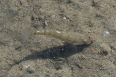Fundulus majalis