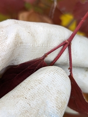 Viburnum opulus opulus