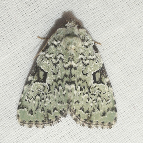 Green Leuconycta Moth photo 6