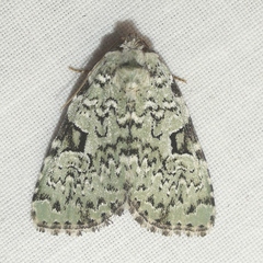 Leuconycta diphteroides