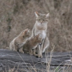 Felis lybica cafra