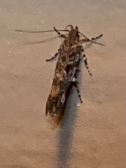 Aristotelia roseosuffusella