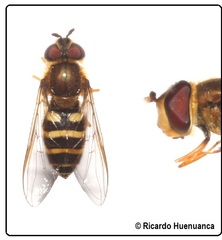 Syrphus reedi