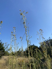 Helianthus salicifolius