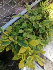 Duranta erecta