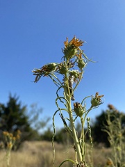 Helianthus salicifolius