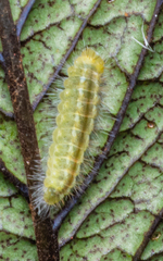 Abisara bifasciata