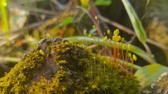 Ptychostomum capillare