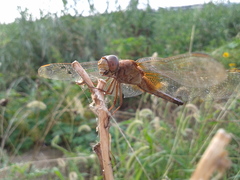 Crocothemis servilia mariannae