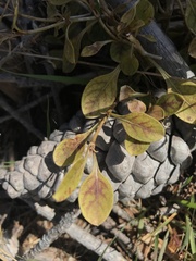 Coprosma foetidissima