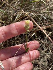 Brickellia eupatorioides texana
