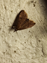 Steniodes declivalis