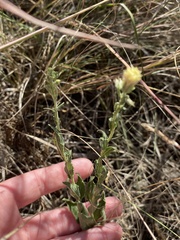 Brickellia eupatorioides texana