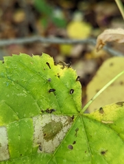 Eriophyes tiliae