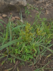 Cyperus nutans