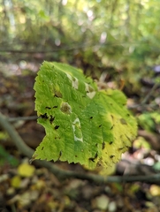 Eriophyes tiliae