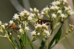 Polistes major