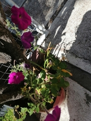 Proboscidea louisianica