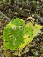 Phyllonorycter lucetiella