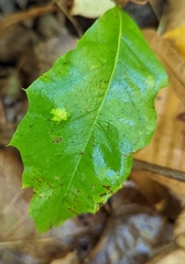Taphrina caerulescens