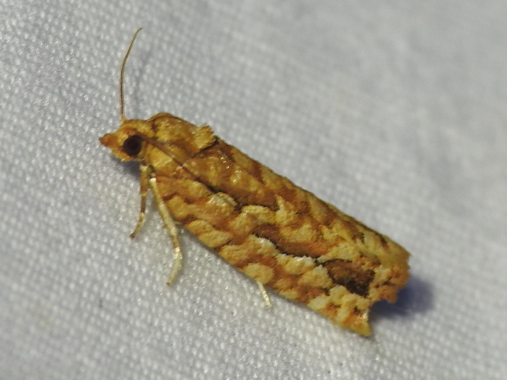 Juniper Budworm Moth from Dallas County, MO, USA on September 28, 2022 ...