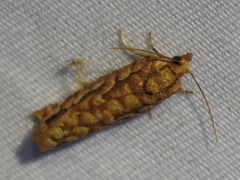 Choristoneura houstonana