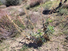 Penstemon spectabilis