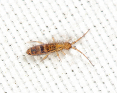 Orchesella celsa