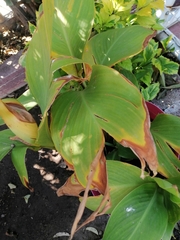 Canna flaccida