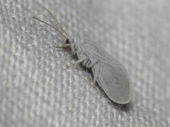 Coniopterygidae