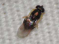 Encyrtinae