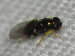 Encyrtinae