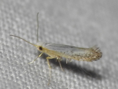 Argyresthia subreticulata