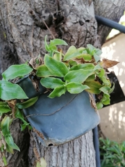 Mesembryanthemum cordifolium